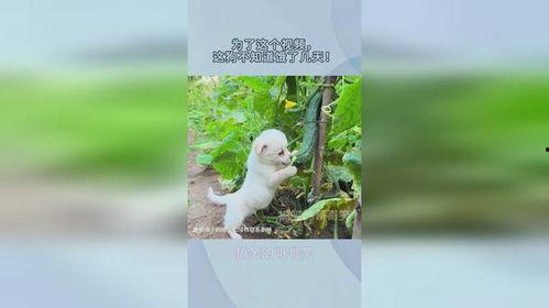 小狗吃瓜动画视频