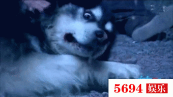 小狗吃瓜动画视频