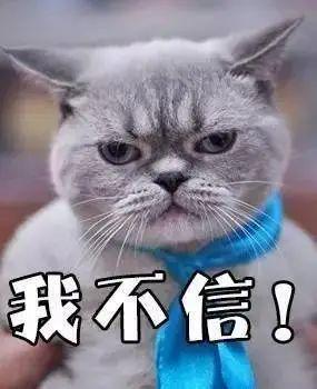 吃瓜视频搞笑猫咪