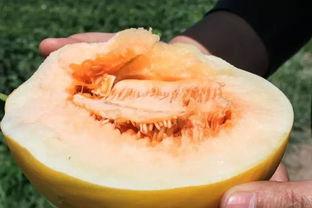 星空蜜瓜几月吃最好呢视频,星空蜜瓜最佳食用月份揭秘