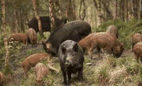 野猪吃佛手瓜视频,揭秘野猪如何享用佛手瓜美味