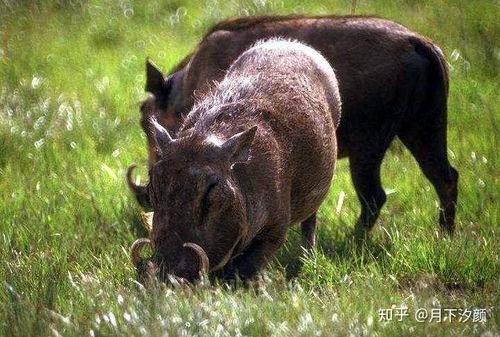 野猪吃佛手瓜视频,揭秘野猪如何享用佛手瓜美味