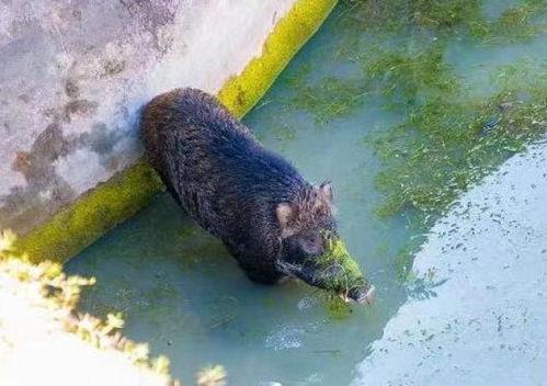 野猪吃佛手瓜视频,揭秘野猪如何享用佛手瓜美味