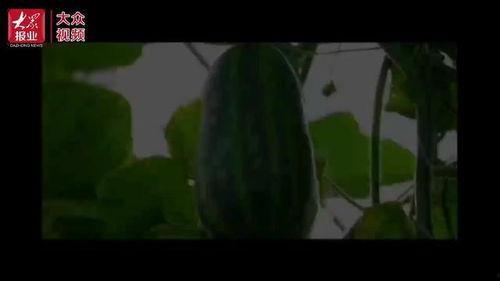 天津吃瓜群众视频,揭秘津门百姓生活百态