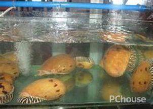 吃瓜挖螺视频在线观看,在线观看的趣味农业体验