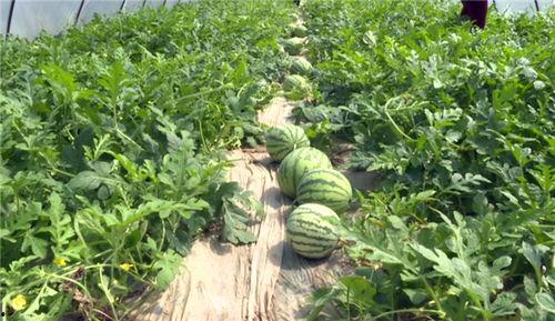 西昌近期吃瓜事件视频,一场网络热议背后的真相揭秘