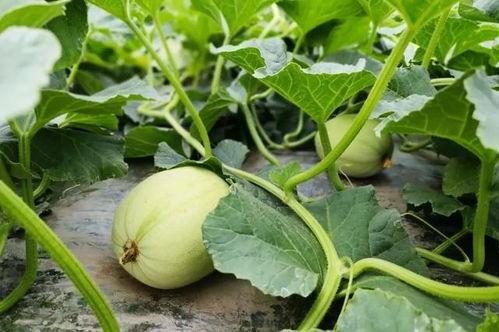 云南文山吃瓜男子视频大全,趣味横生的乡村生活剪影