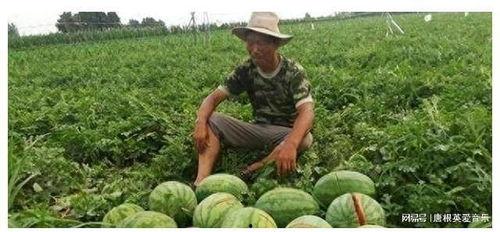 云南文山吃瓜男子视频大全,趣味横生的乡村生活剪影