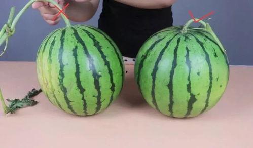 三妹吃瓜西瓜甜不甜视频,揭秘甜蜜瓜果的秘密