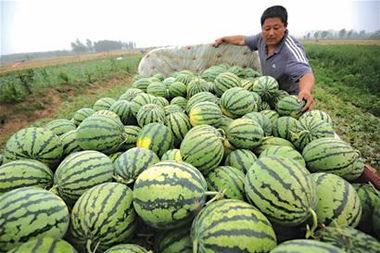 邹城吃瓜三件事视频播放,揭秘当地热门视频背后的故事