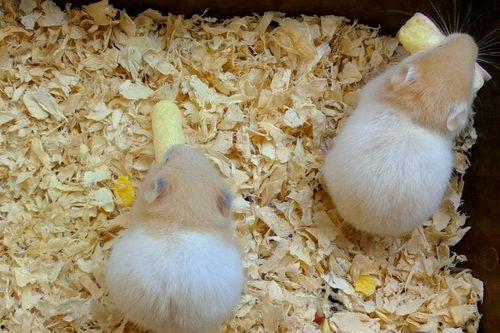 仓鼠可以吃黄金蜜瓜吗视频,黄金蜜瓜的适宜性揭秘