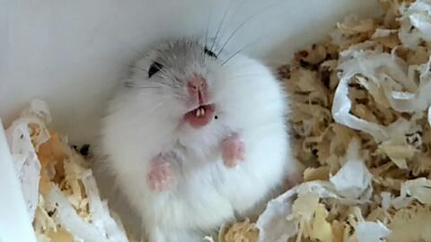 仓鼠可以吃黄金蜜瓜吗视频,黄金蜜瓜的适宜性揭秘