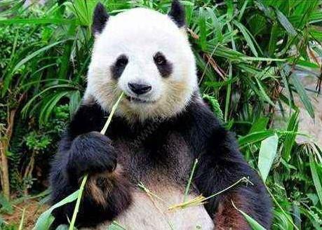 熊猫吃瓜素材视频无水印,萌态十足，带你领略国宝的悠闲时光