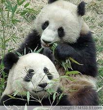 熊猫吃瓜素材视频无水印,萌态十足，带你领略国宝的悠闲时光