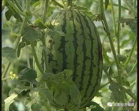 呼市吃瓜事件最新进展视频,真相大白，疑云散去