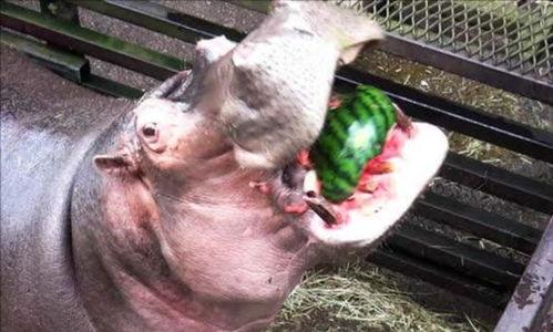 河马吃瓜大西瓜视频,瓜果盛宴，西瓜狂欢