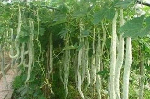 吃蛇瓜小视频大全下载,小视频大全带你领略独特风味