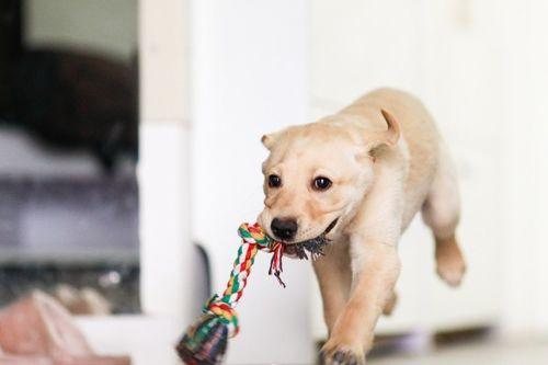 狗子吃瓜素材视频