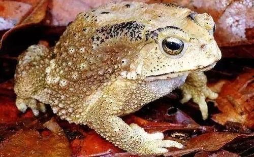 癞蛤蟆吃瓜视频,一场趣味横生的夏日盛宴