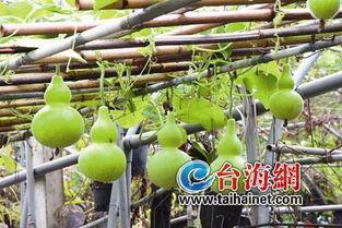 鸡吃生葫芦瓜视频播放下载,趣味视频播放下载指南