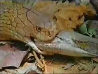 蟒蛇吃哈密瓜视频,哈密瓜美食盛宴现场直击