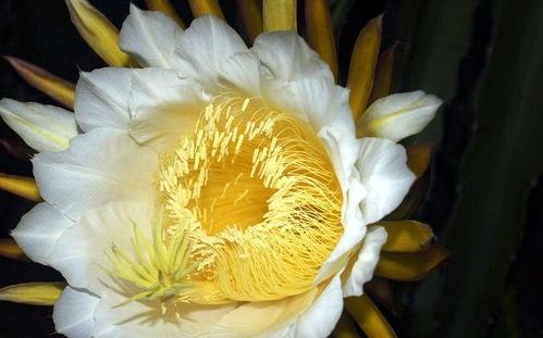 吃瓜霸王花视频,揭秘网络红人的瓜田传奇