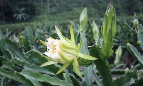 吃瓜霸王花视频,揭秘网络红人的瓜田传奇