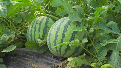 蓝田孟村吃瓜视频