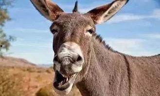 驴姐吃瓜搞笑视频大全集,欢乐无限，笑料横生