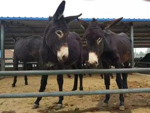 驴姐吃瓜搞笑视频大全集,欢乐无限，笑料横生