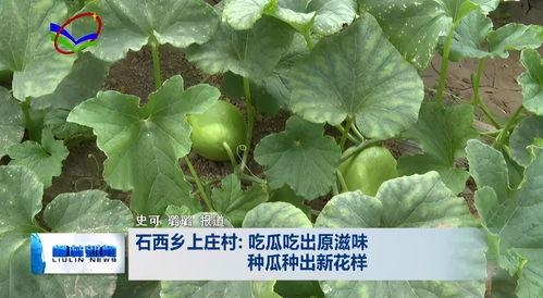 吃瓜新花样教学视频,跟随教学视频解锁夏日消暑新花样